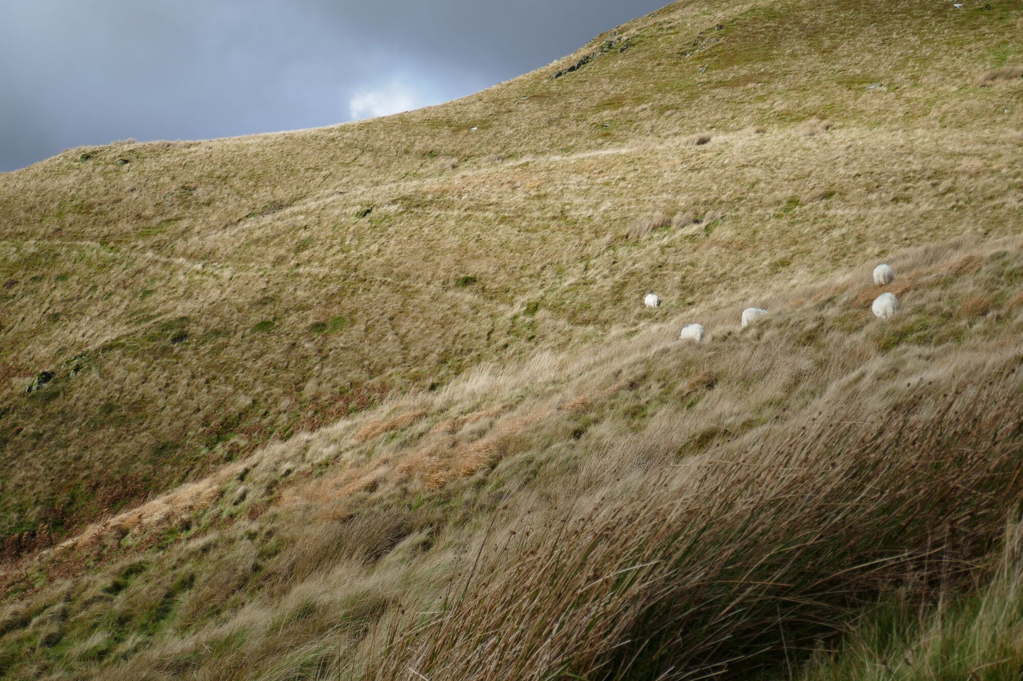 RachelSeabrook.net | Wild Walking | Cwm Hengwm | pic17